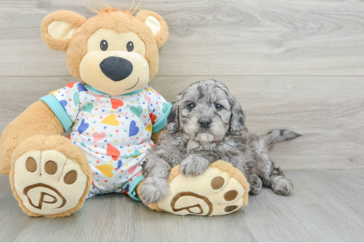 Happy Mini Goldendoodle Baby