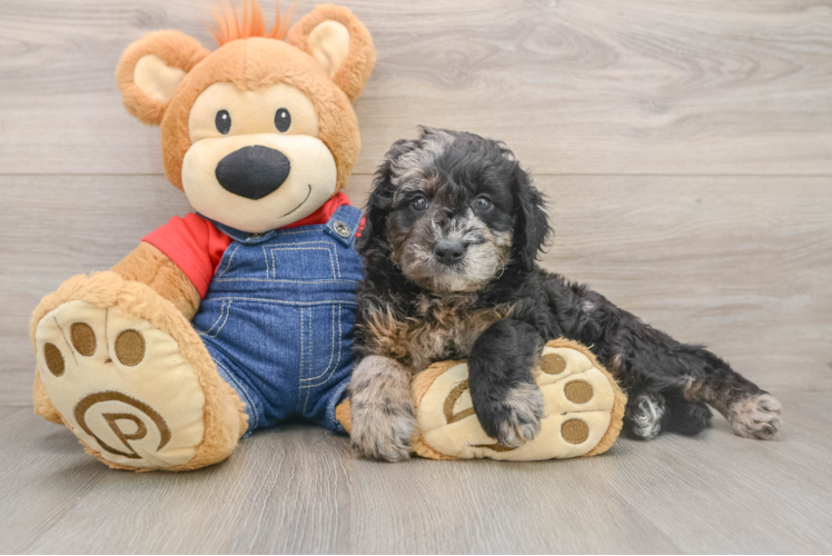 Mini Goldendoodle Pup Being Cute