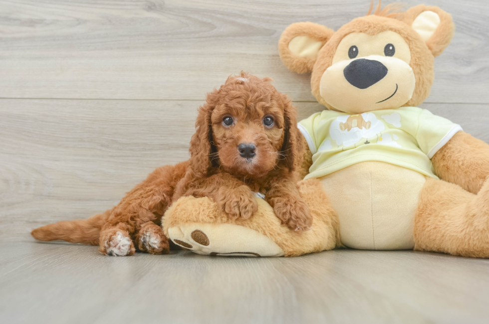 6 week old Mini Goldendoodle Puppy For Sale - Pilesgrove Pups
