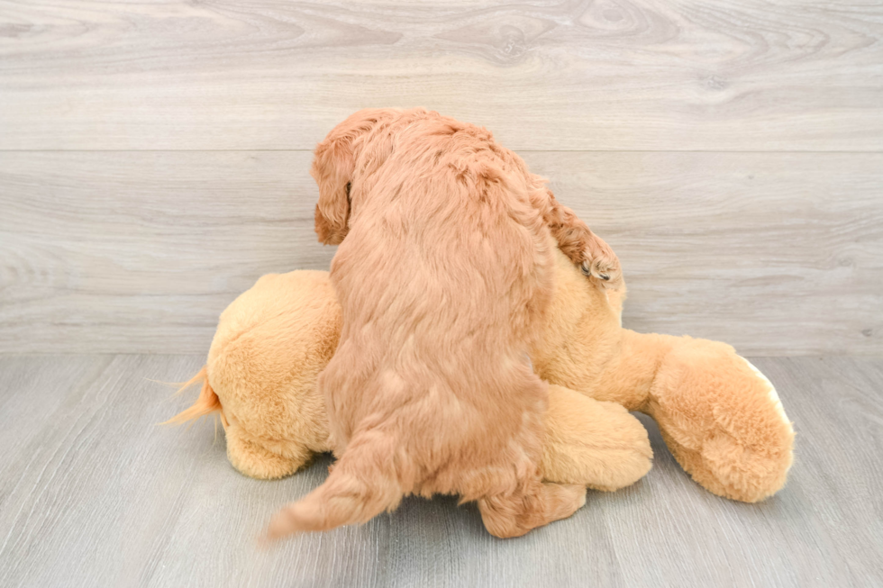 Mini Goldendoodle Pup Being Cute