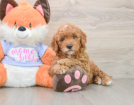 6 week old Mini Goldendoodle Puppy For Sale - Pilesgrove Pups