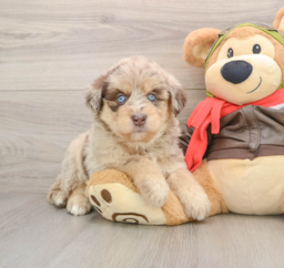 6 week old Mini Huskydoodle Puppy For Sale - Pilesgrove Pups