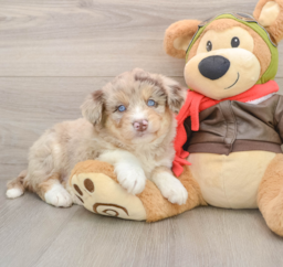 6 week old Mini Huskydoodle Puppy For Sale - Pilesgrove Pups