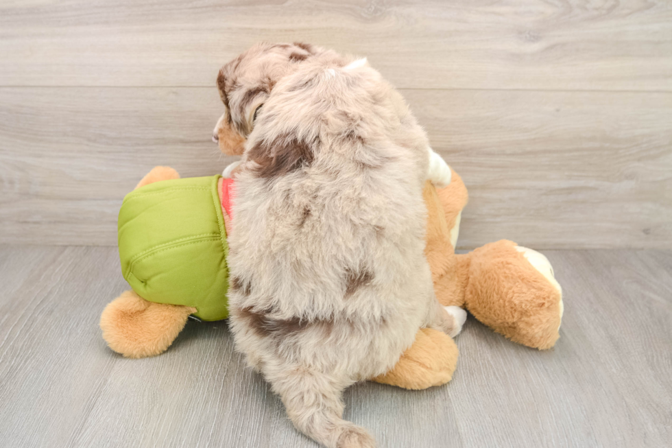 Cute Husky Doodle Poodle Mix Puppy