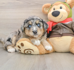 6 week old Mini Huskydoodle Puppy For Sale - Pilesgrove Pups