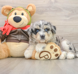 6 week old Mini Huskydoodle Puppy For Sale - Pilesgrove Pups