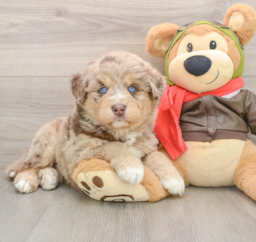 6 week old Mini Huskydoodle Puppy For Sale - Pilesgrove Pups