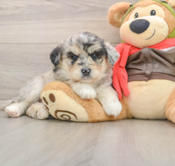 6 week old Mini Huskydoodle Puppy For Sale - Pilesgrove Pups