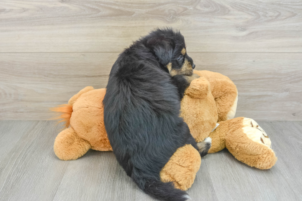 Cute Husky Doodle Poodle Mix Puppy