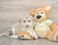 5 week old Mini Huskydoodle Puppy For Sale - Pilesgrove Pups