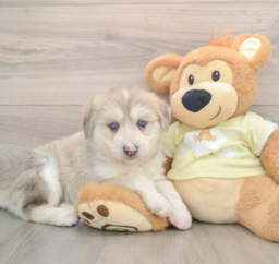 9 week old Mini Huskydoodle Puppy For Sale - Pilesgrove Pups