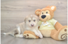 Cute Husky Poodle Poodle Mix Puppy
