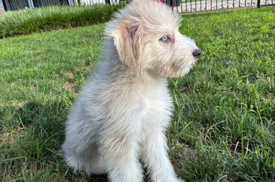 Cute Husky Poo Poodle Mix Puppy