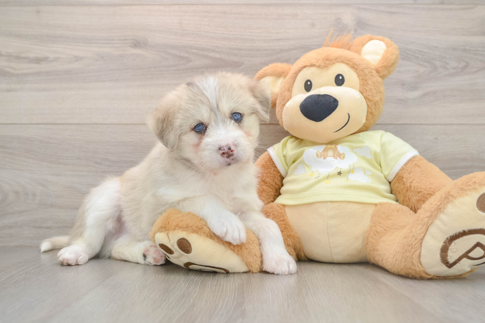 Cute Siberpoo Poodle Mix Puppy