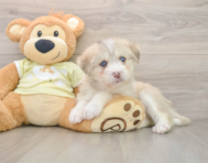 5 week old Mini Huskydoodle Puppy For Sale - Pilesgrove Pups