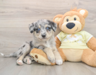 5 week old Mini Huskydoodle Puppy For Sale - Pilesgrove Pups