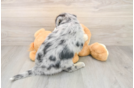 Cute Mini Huskydoodle Poodle Mix Pup
