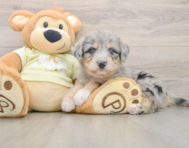 5 week old Mini Huskydoodle Puppy For Sale - Pilesgrove Pups