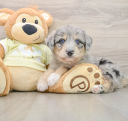 9 week old Mini Huskydoodle Puppy For Sale - Pilesgrove Pups