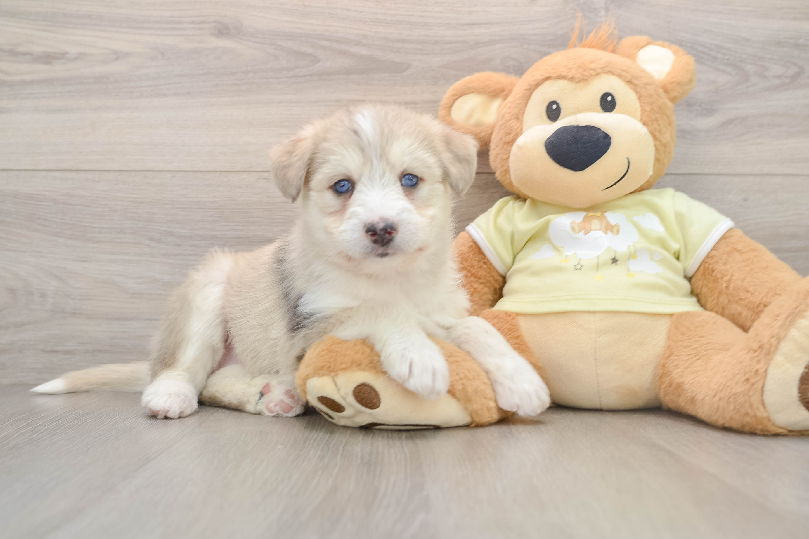 Cute Husky Poo Poodle Mix Puppy