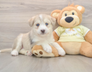 6 week old Mini Huskydoodle Puppy For Sale - Pilesgrove Pups