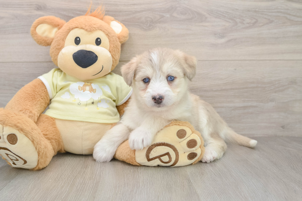 Cute Mini Huskydoodle Baby