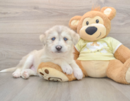 6 week old Mini Huskydoodle Puppy For Sale - Pilesgrove Pups