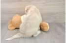 Best Mini Huskydoodle Baby