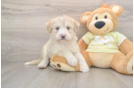 Cute Husky Doodle Poodle Mix Puppy