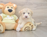 7 week old Mini Huskydoodle Puppy For Sale - Pilesgrove Pups