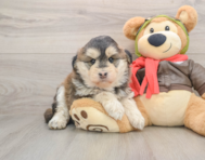 6 week old Mini Huskydoodle Puppy For Sale - Pilesgrove Pups