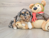 6 week old Mini Huskydoodle Puppy For Sale - Pilesgrove Pups