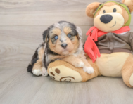 5 week old Mini Huskydoodle Puppy For Sale - Pilesgrove Pups