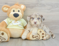 9 week old Mini Huskydoodle Puppy For Sale - Pilesgrove Pups