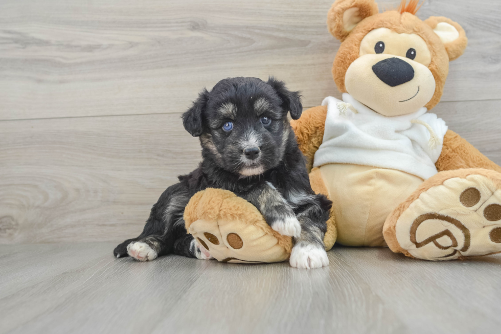 Cute Mini Huskydoodle Poodle Mix Pup