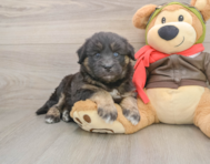 5 week old Mini Huskydoodle Puppy For Sale - Pilesgrove Pups