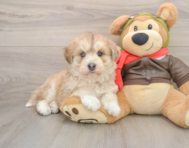 5 week old Mini Huskydoodle Puppy For Sale - Pilesgrove Pups