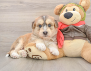 5 week old Mini Huskydoodle Puppy For Sale - Pilesgrove Pups