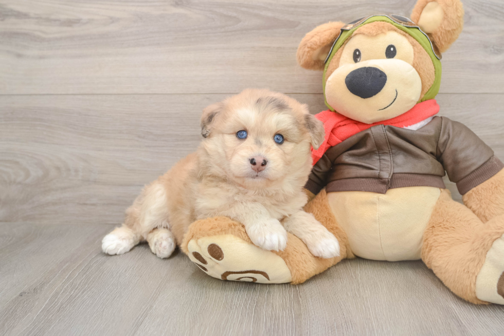 Best Mini Huskydoodle Baby