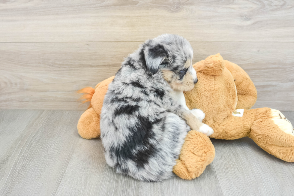 Mini Huskydoodle Pup Being Cute