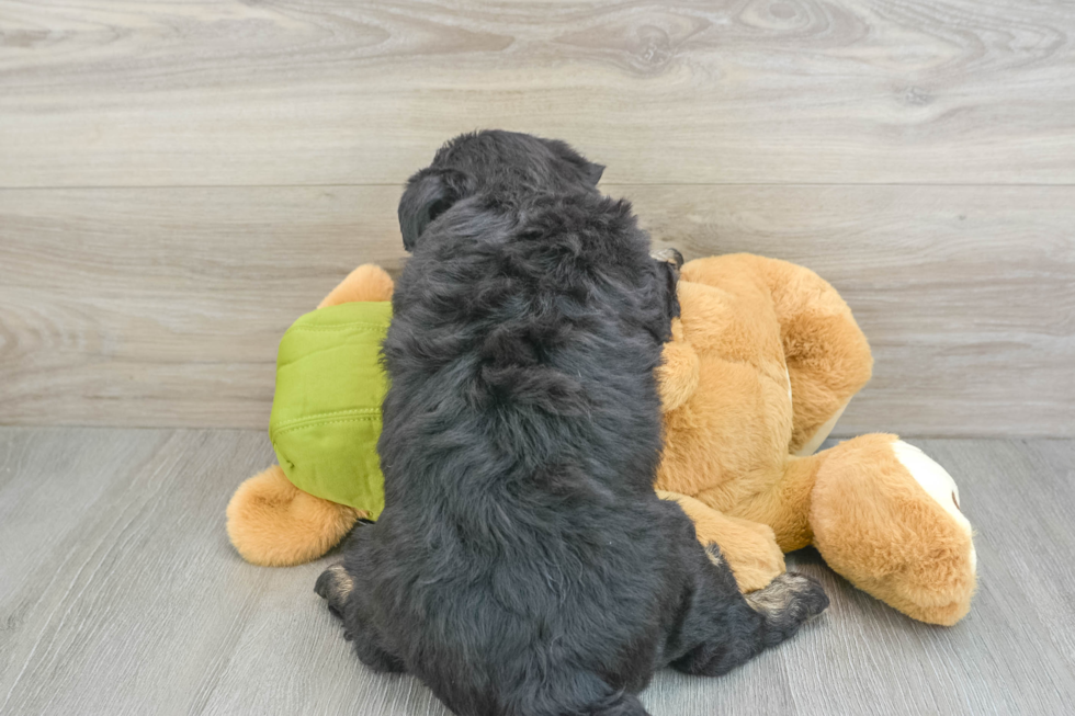 Cute Siberpoo Poodle Mix Puppy