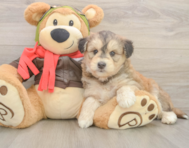 5 week old Mini Huskydoodle Puppy For Sale - Pilesgrove Pups