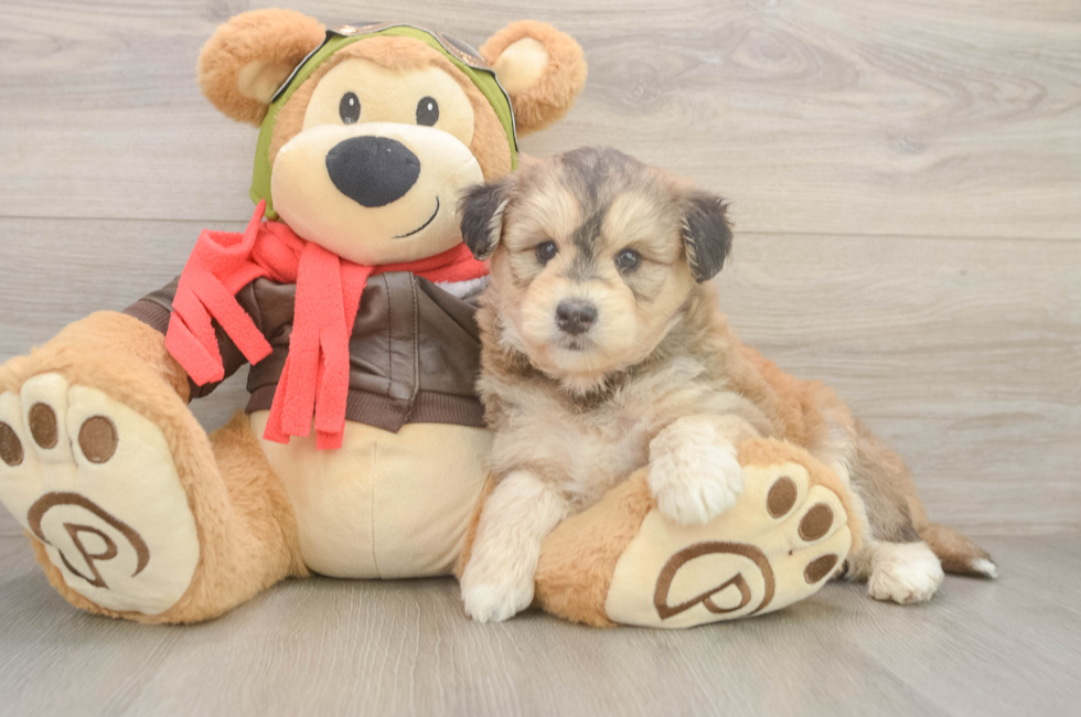 5 week old Mini Huskydoodle Puppy For Sale - Pilesgrove Pups