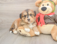 5 week old Mini Huskydoodle Puppy For Sale - Pilesgrove Pups
