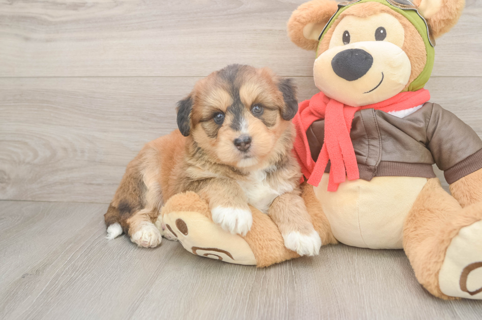 5 week old Mini Huskydoodle Puppy For Sale - Pilesgrove Pups