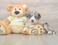 8 week old Mini Huskydoodle Puppy For Sale - Pilesgrove Pups