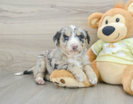 8 week old Mini Huskydoodle Puppy For Sale - Pilesgrove Pups