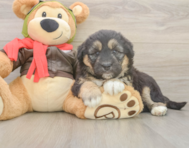 5 week old Mini Huskydoodle Puppy For Sale - Pilesgrove Pups