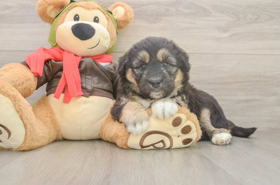 5 week old Mini Huskydoodle Puppy For Sale - Pilesgrove Pups