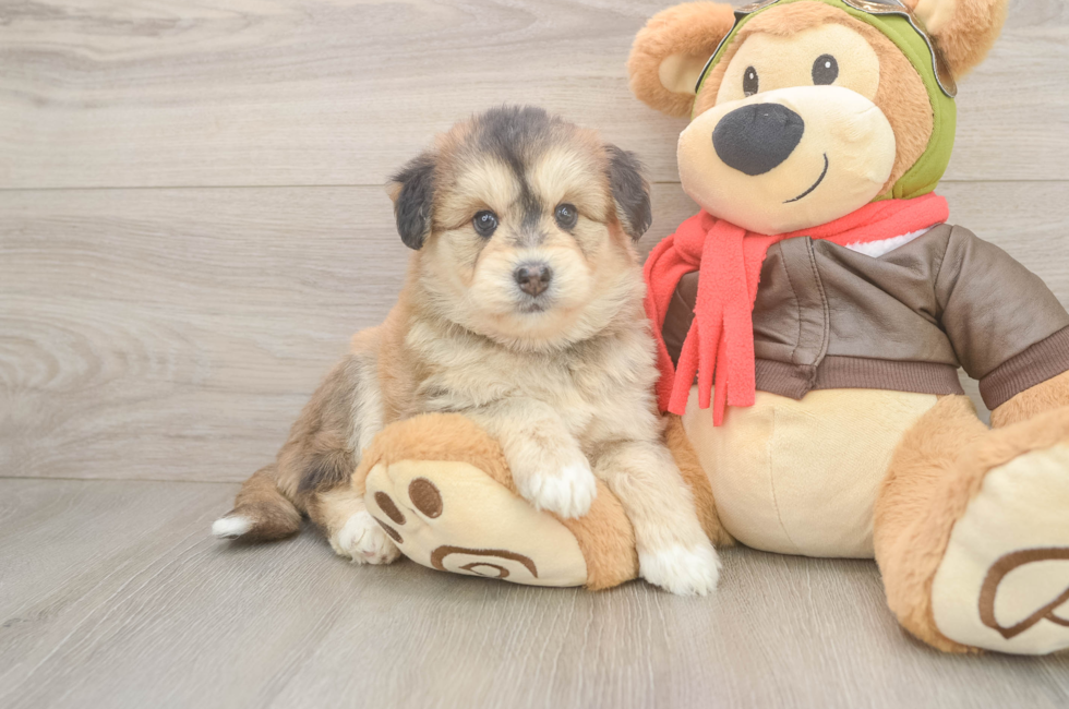 5 week old Mini Huskydoodle Puppy For Sale - Pilesgrove Pups